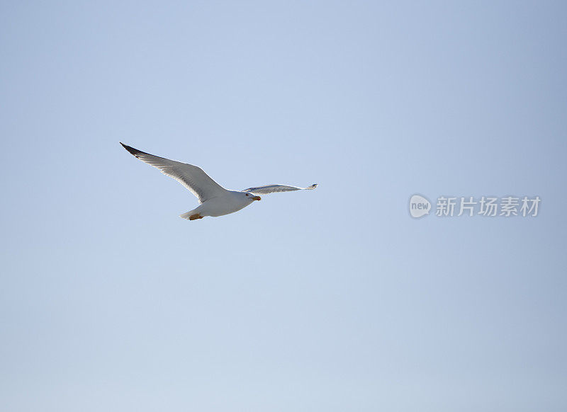 白色的海鸥在蓝天中飞翔