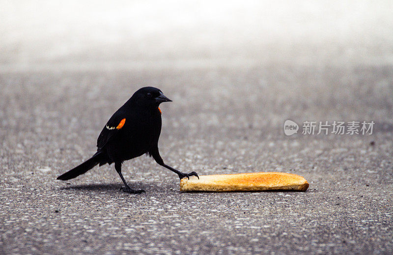 红翼鸫鸟踩在一片吐司上