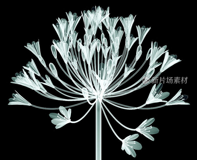 x射线成像花孤立在黑色，钟Agapanthus