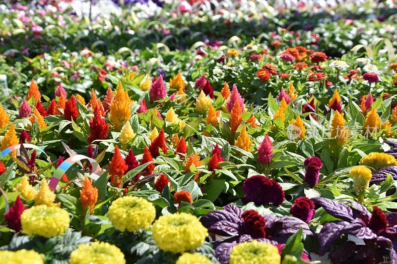 春园花卉种植缤纷展示