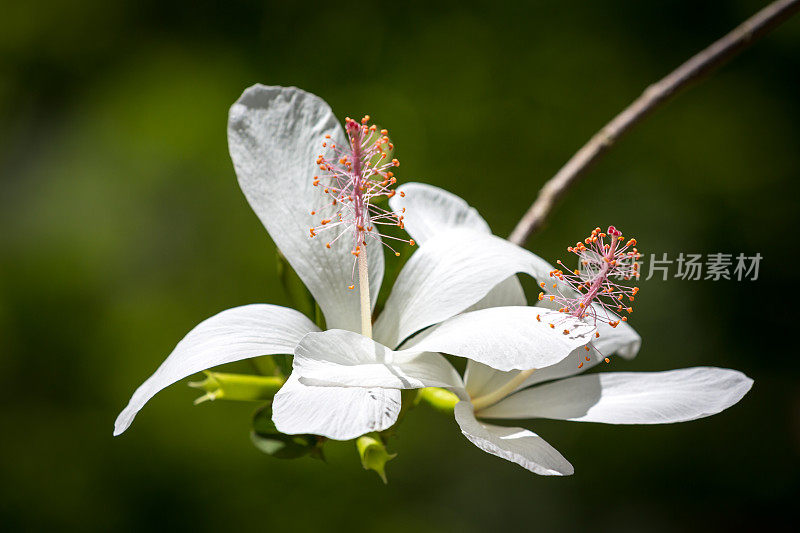 白色芙蓉花背景