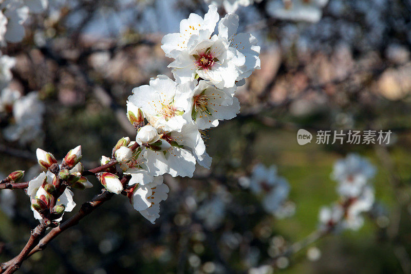 杏树枝与白色的花