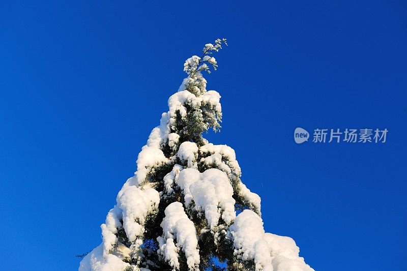 雪树