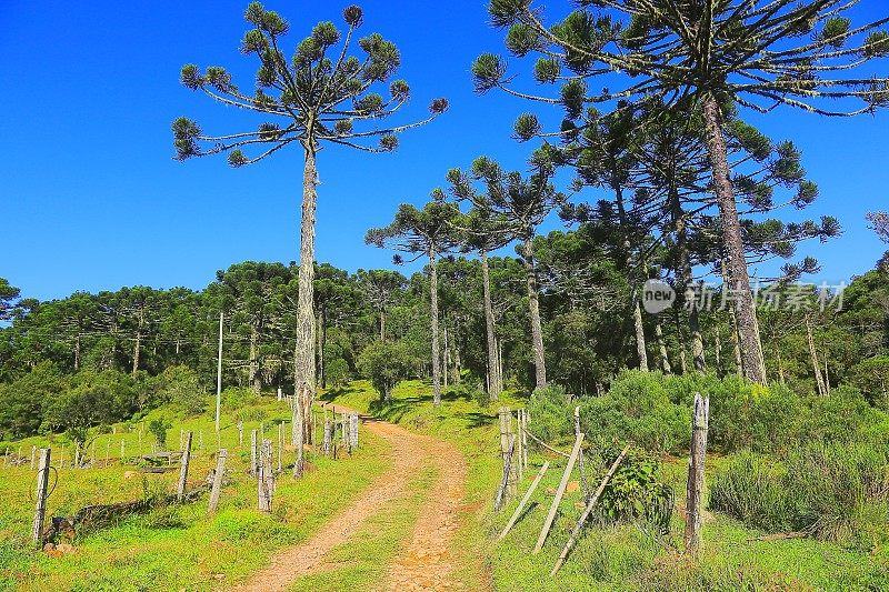 阿劳卡里亚斯和乡村道路:巴西南部景观-格兰多乡村