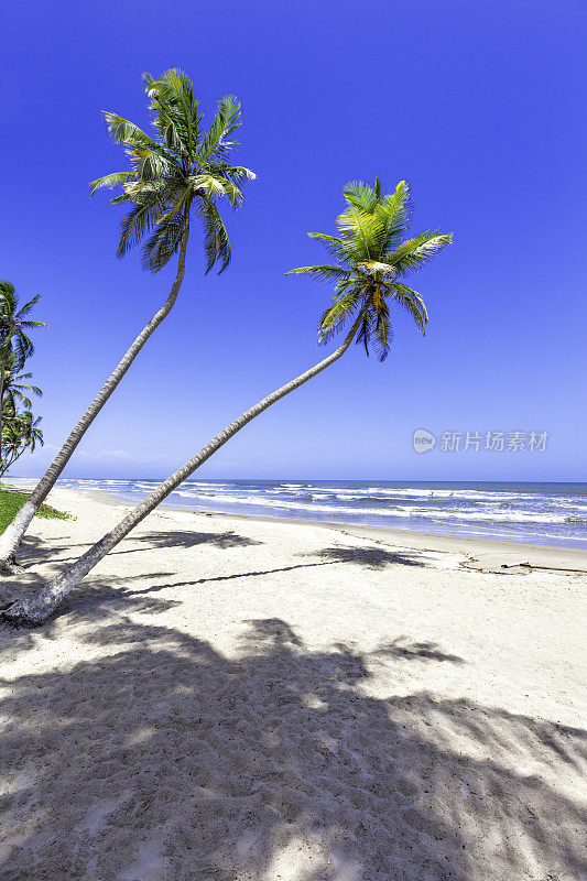 加勒比海岛屿上的热带白色沙滩，有椰子树