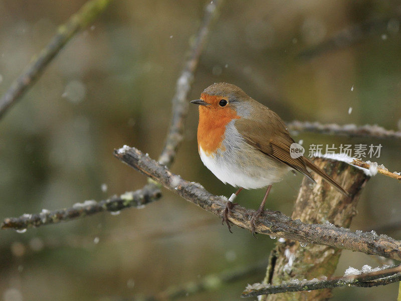 罗宾(红心rubecula)