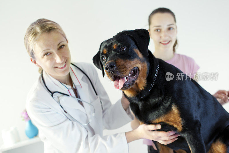 兽医罗威纳犬用听诊器进行体检