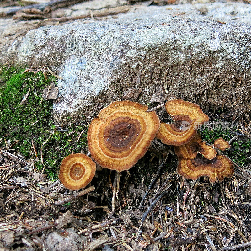 蘑菇，真菌，苔藓，岩石上的松针