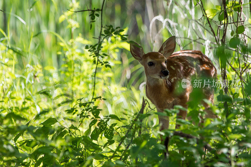 小白尾鹿