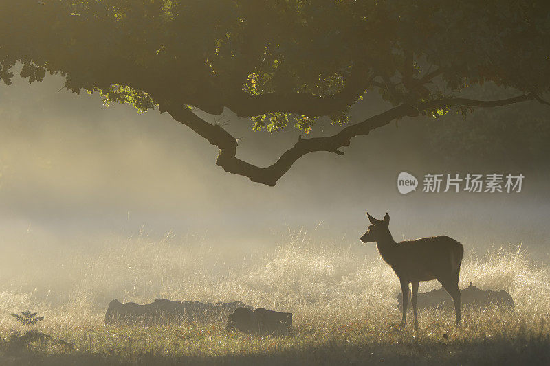 母马鹿在黎明橙色的阳光朦胧的风景