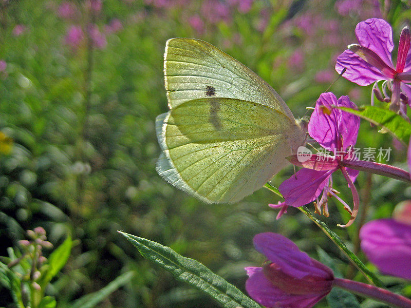 小白吃Epilobium