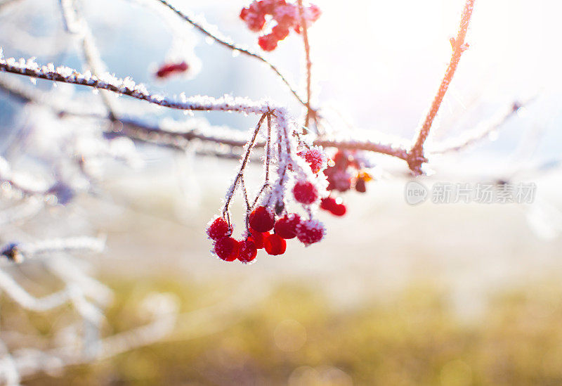 白雪覆盖的红浆果的特写