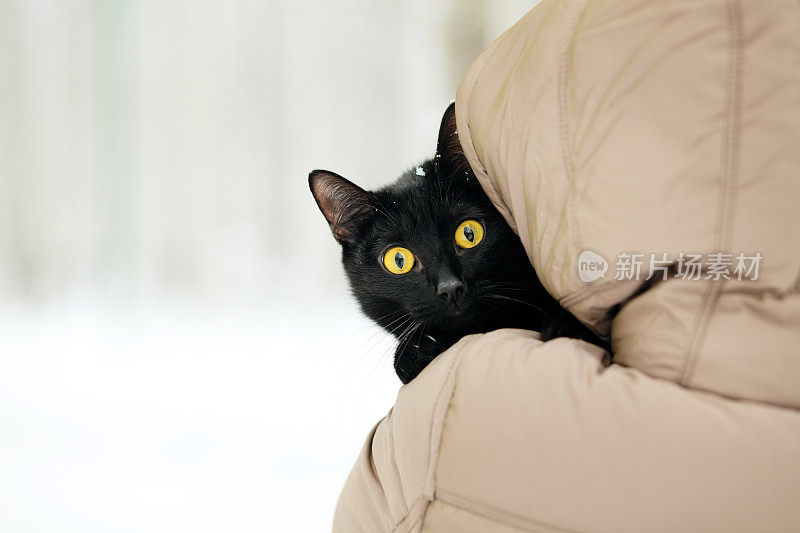 黑猫和女人