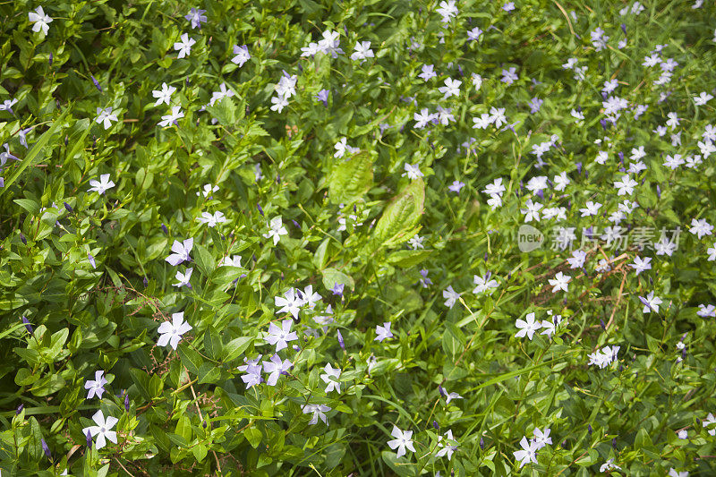 绿色杂草与花，在春天的背景。