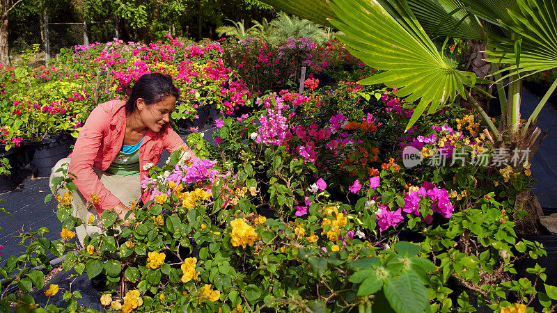 加勒比海热带三角梅花园里的女人