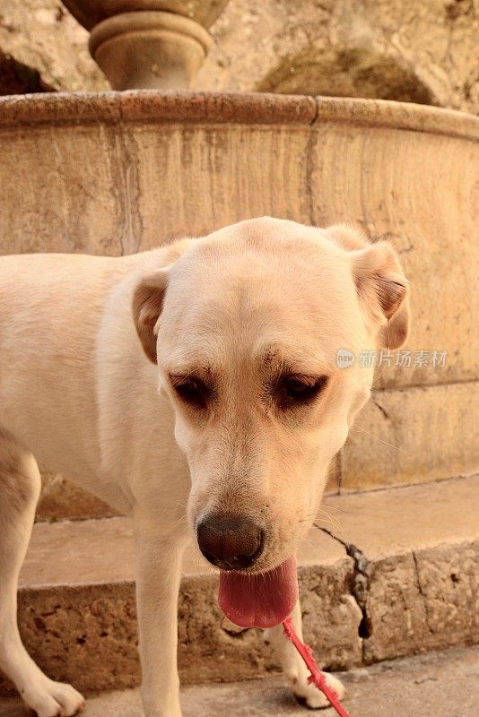 拉布拉多寻回犬