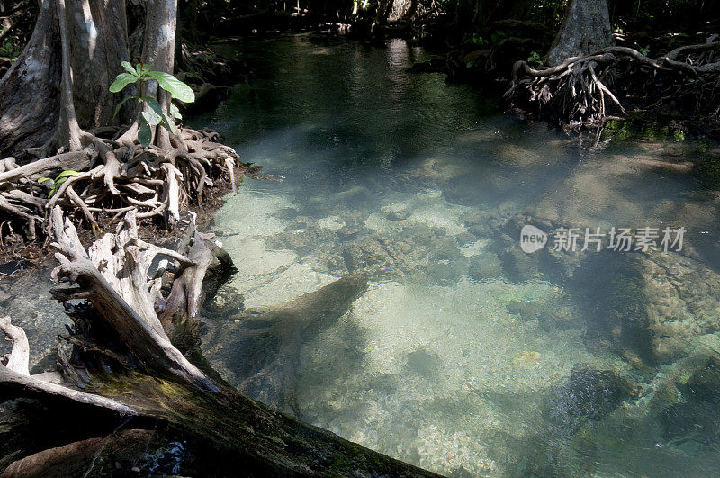 泰国甲米附近的红树林清澈的热带池塘