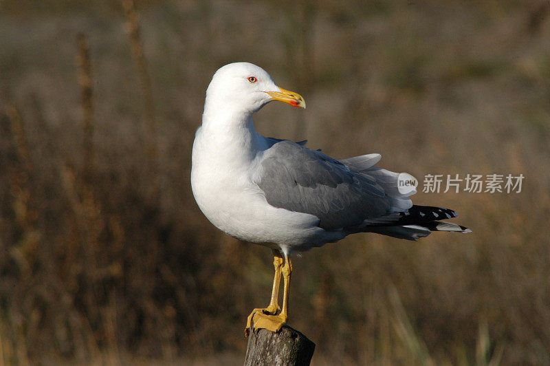 银鸥(鲱鱼)