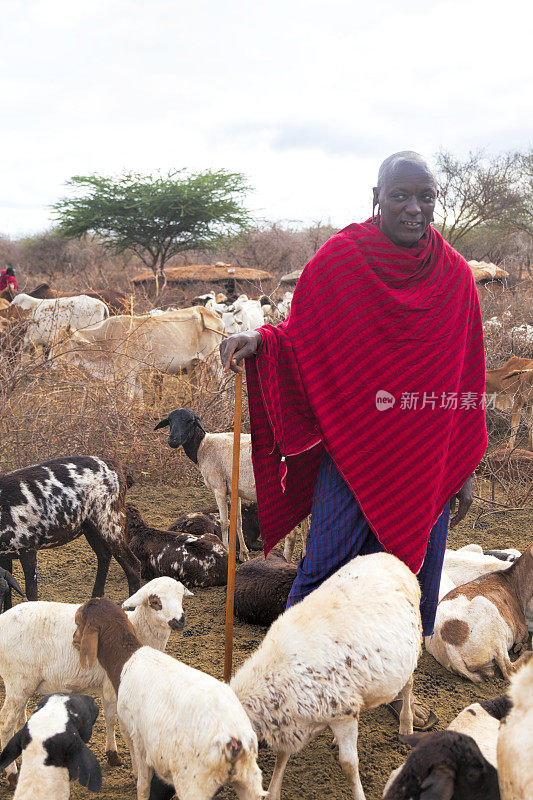 马赛和他的山羊在肯尼亚的村庄里。