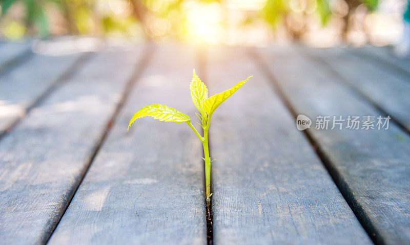 新生命来自木计划