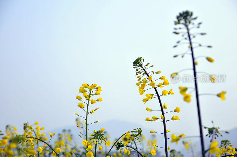 带芽的油菜花