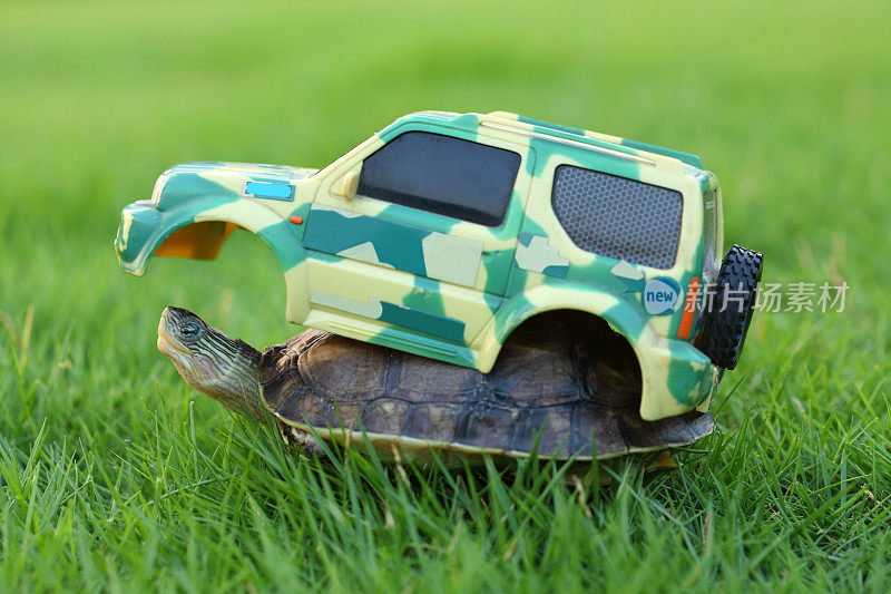 乌龟上的玩具车