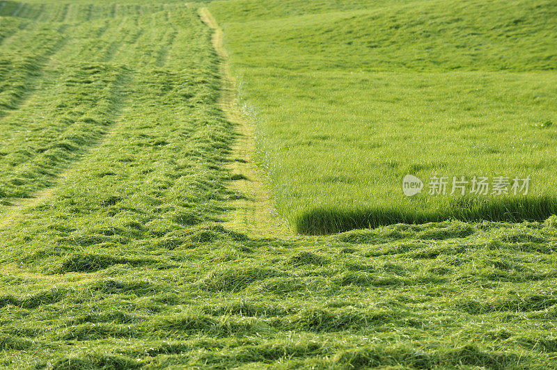 苏格兰农场上刚割过的草