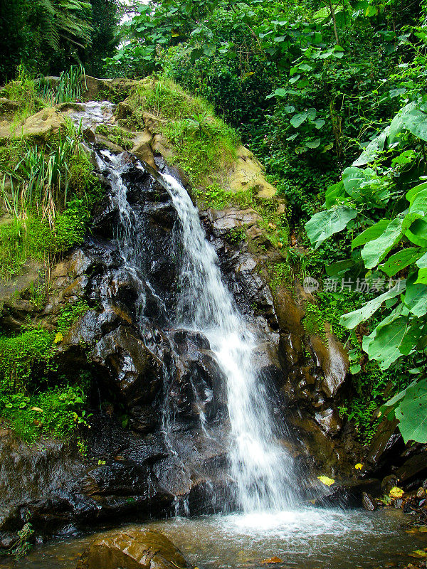 瀑布吉什瓦蒂森林保护区，卢旺达非洲