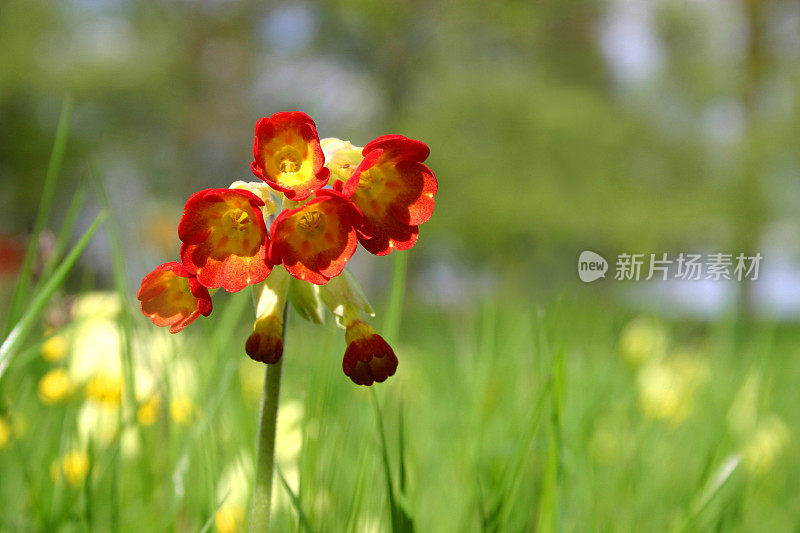 野生报春花系列:草甸背景景观