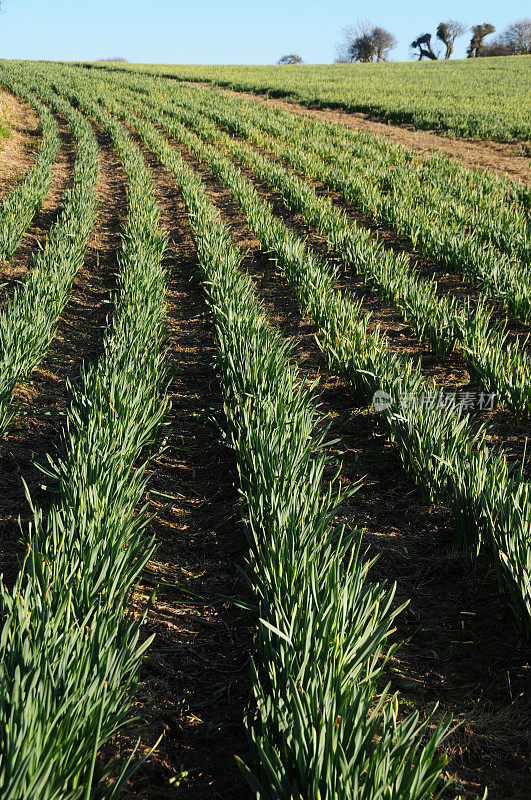 Daffodils,新泽西