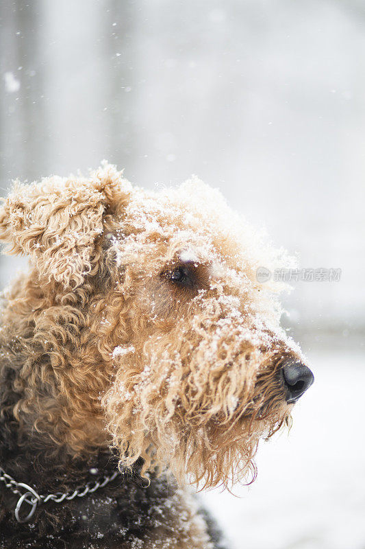 airdale梗狗在雪下