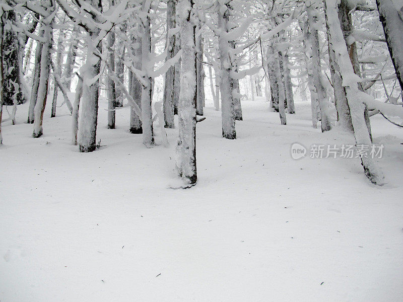 加农山上的雪林