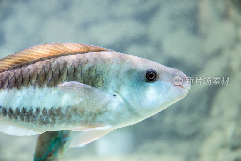 一个条纹鹦嘴鱼的侧面视图