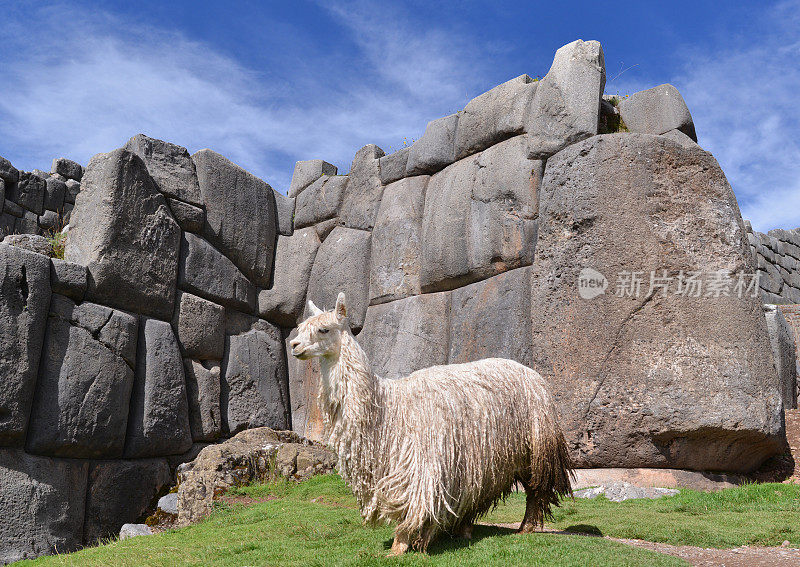 秘鲁库斯科，两只大羊驼面对面