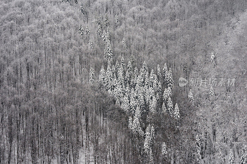 冰雪覆盖冷杉树