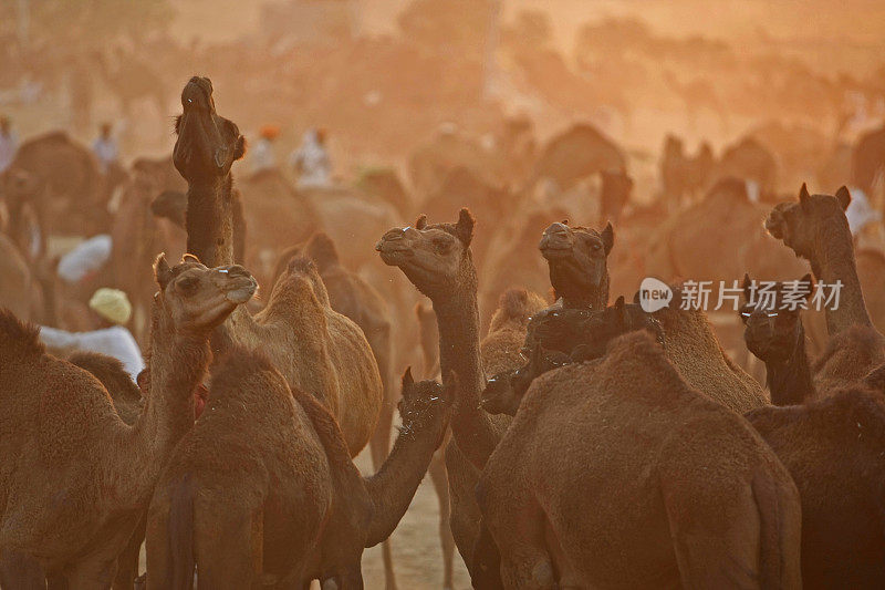 骆驼市场