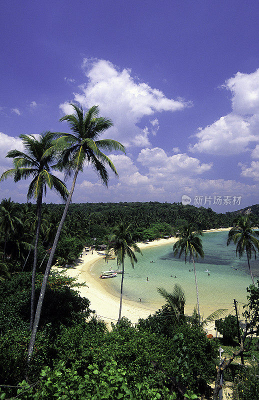 斯里兰卡，乌纳瓦图纳，椰子树。