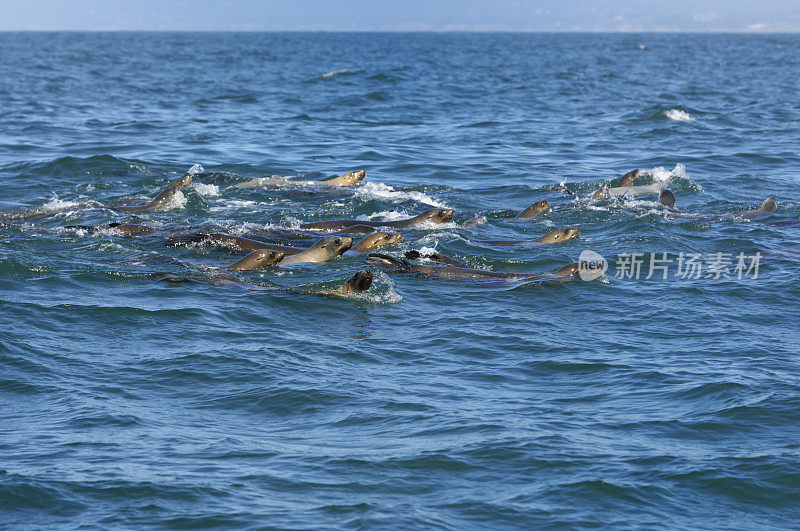 许多野生海狮在疯狂进食