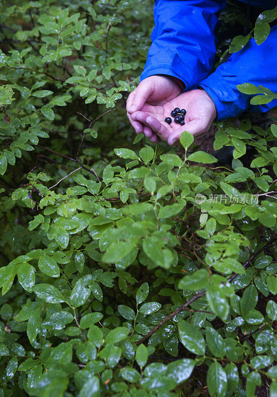 在雨林中采摘蓝莓