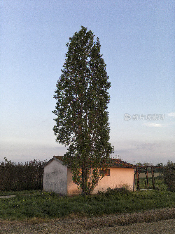 孤独的树和小屋在乡村