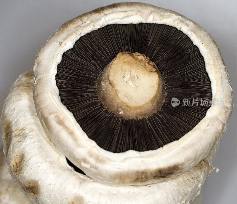 波多贝罗蘑菇