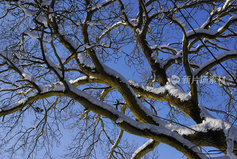 冬天，白雪覆盖了树枝