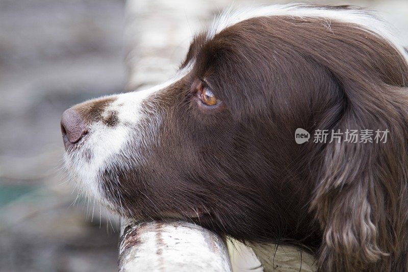 侧视图的棕色和白色的西班牙猎犬