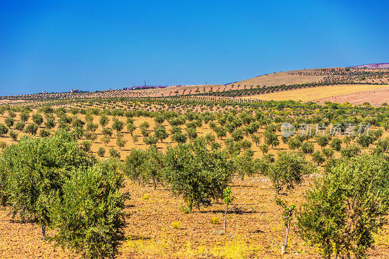 土耳其种植的橄榄树
