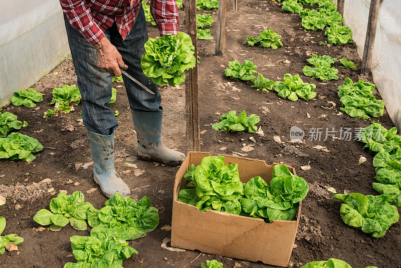 无法辨认的农场工人正在收割生菜