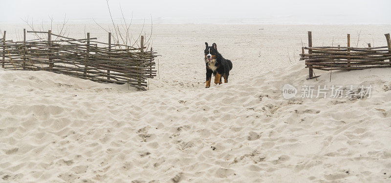 比利时山地犬在波罗的海的海滩上，在沙丘背书的栅栏