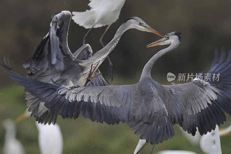 苍鹭(苍鹭)