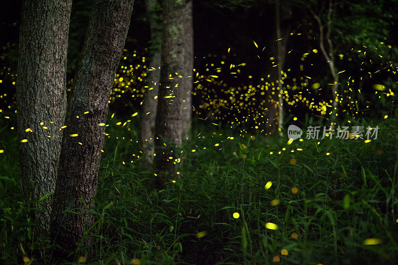萤火虫夜间在森林里飞
