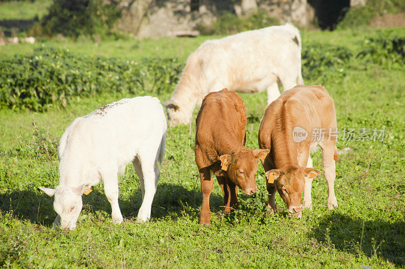 四头小牛犊在阳光灿烂的绿色草地上吃草。