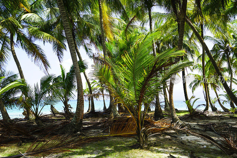 巴拿马加勒比海圣布拉斯岛海滩上的棕榈树